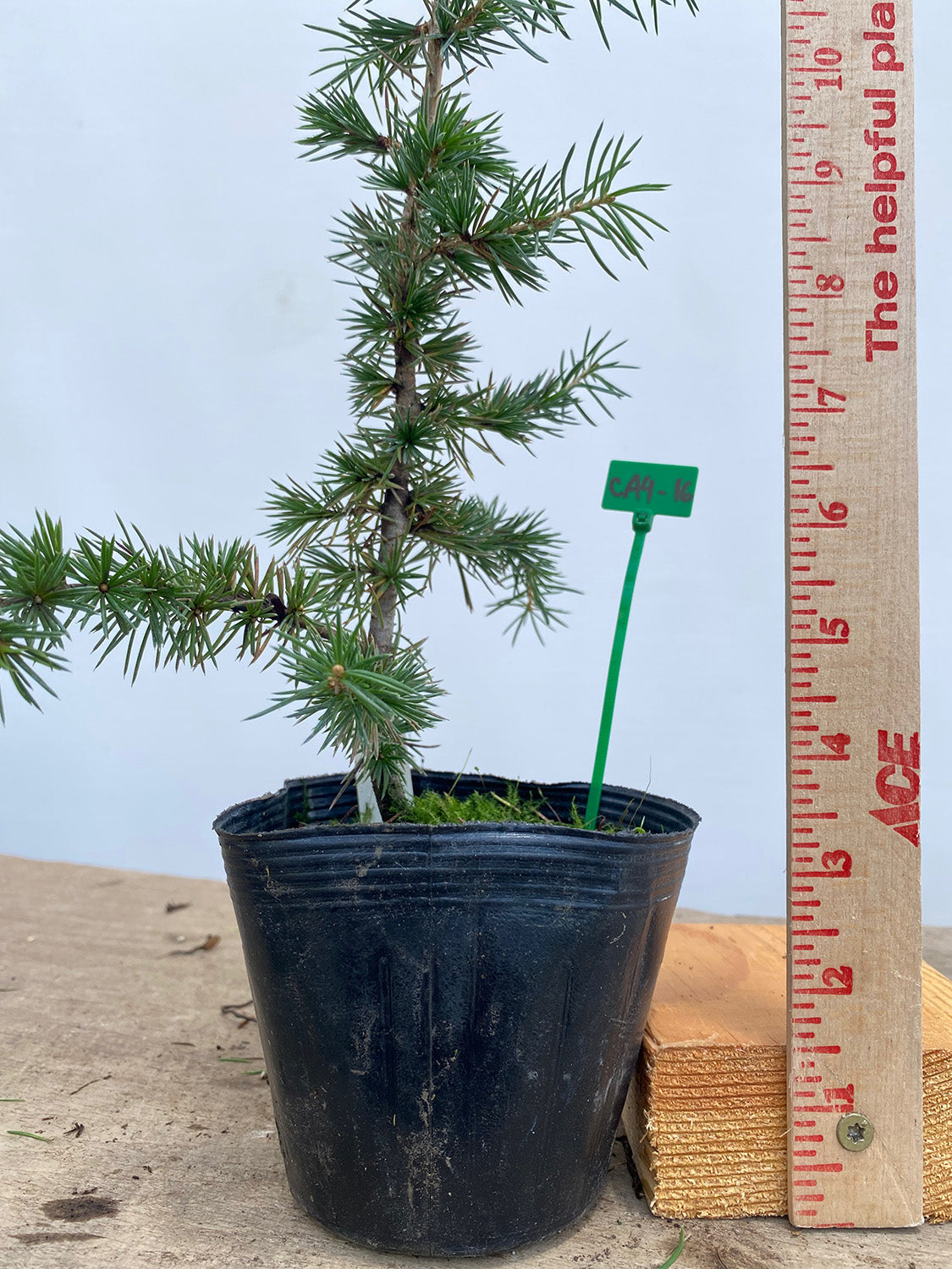 Green Atlas Cedar in a 4" pot (CA4-16)