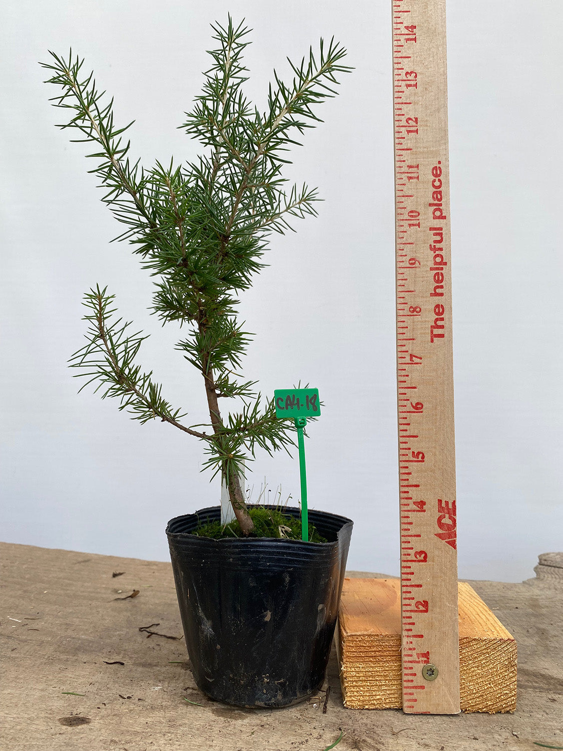 Green Atlas Cedar in a 4" pot (CA4-18)