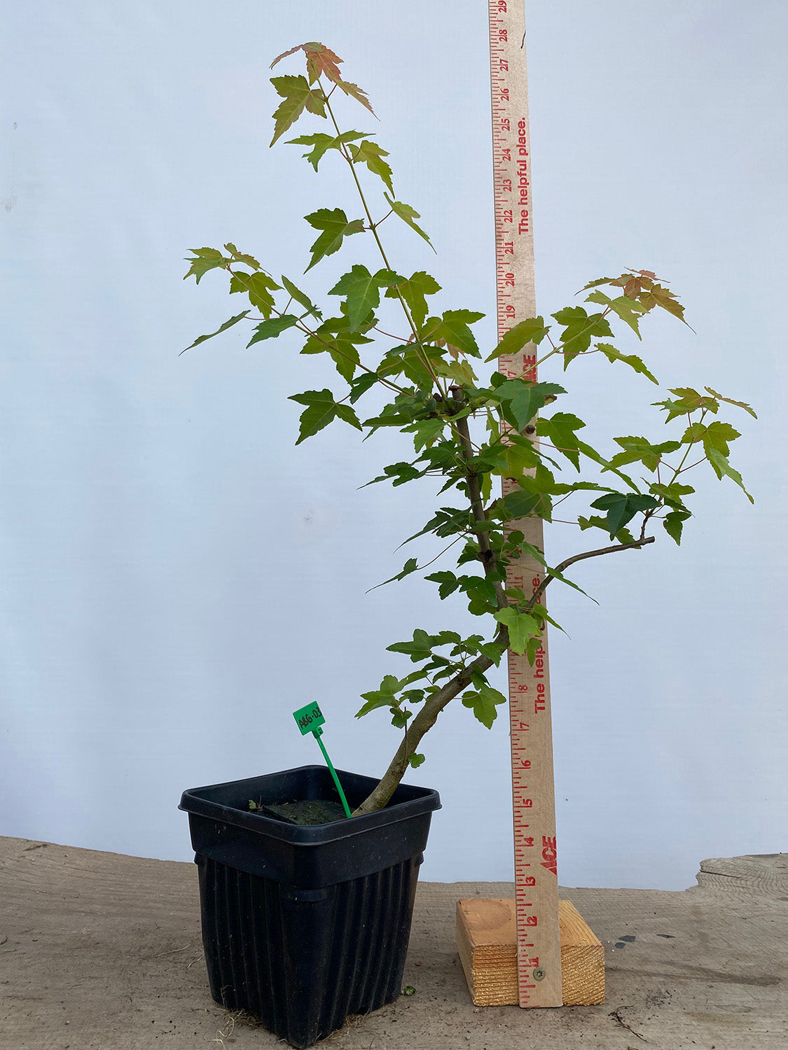 Trident Maple in a 6" pot (AB6-03)