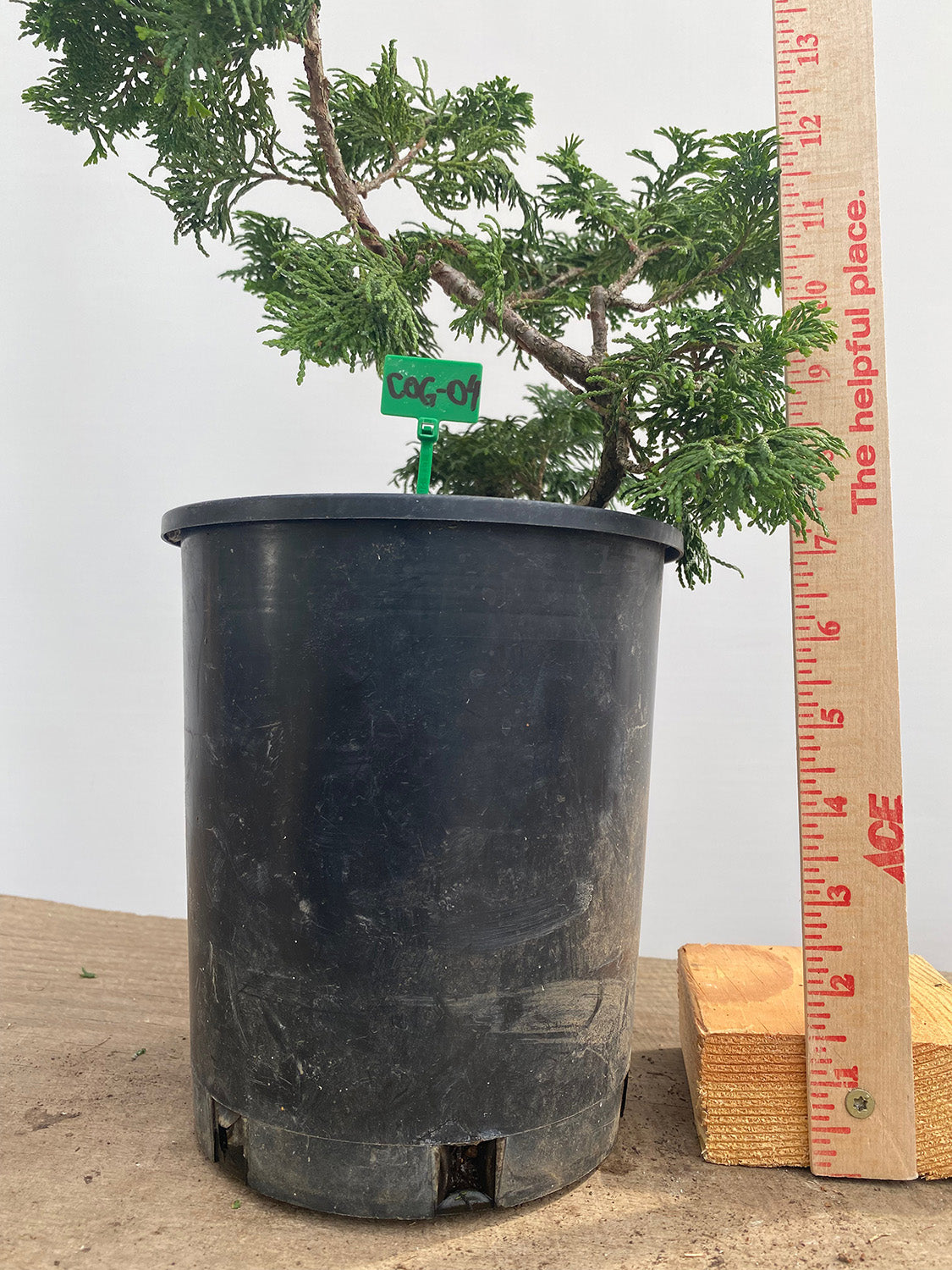 Hinoki Cypress in a 1 Gallon Pot (COG-04)
