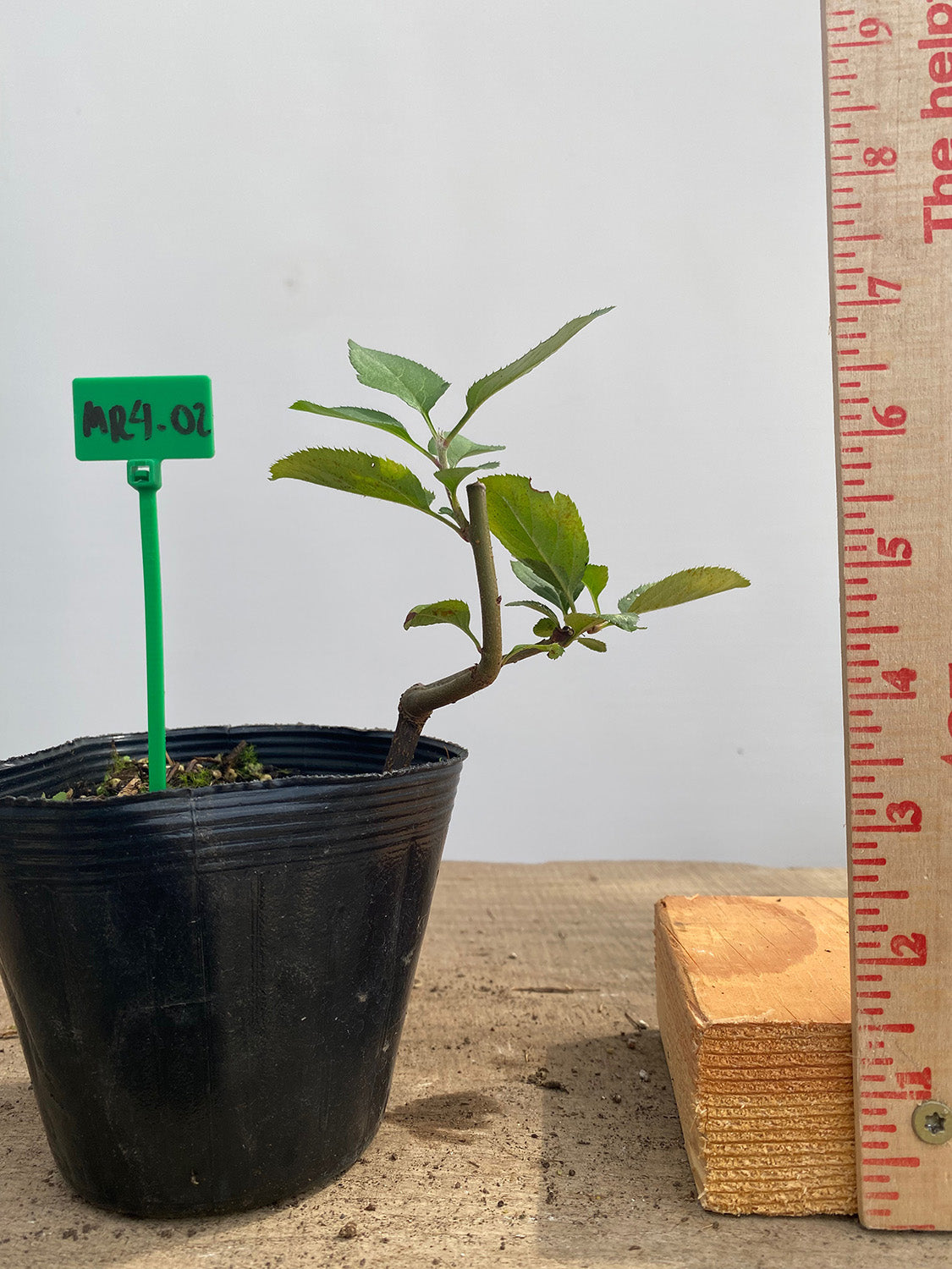 Sargent Crabapple root cutting in a 4" pot (MR4-02)
