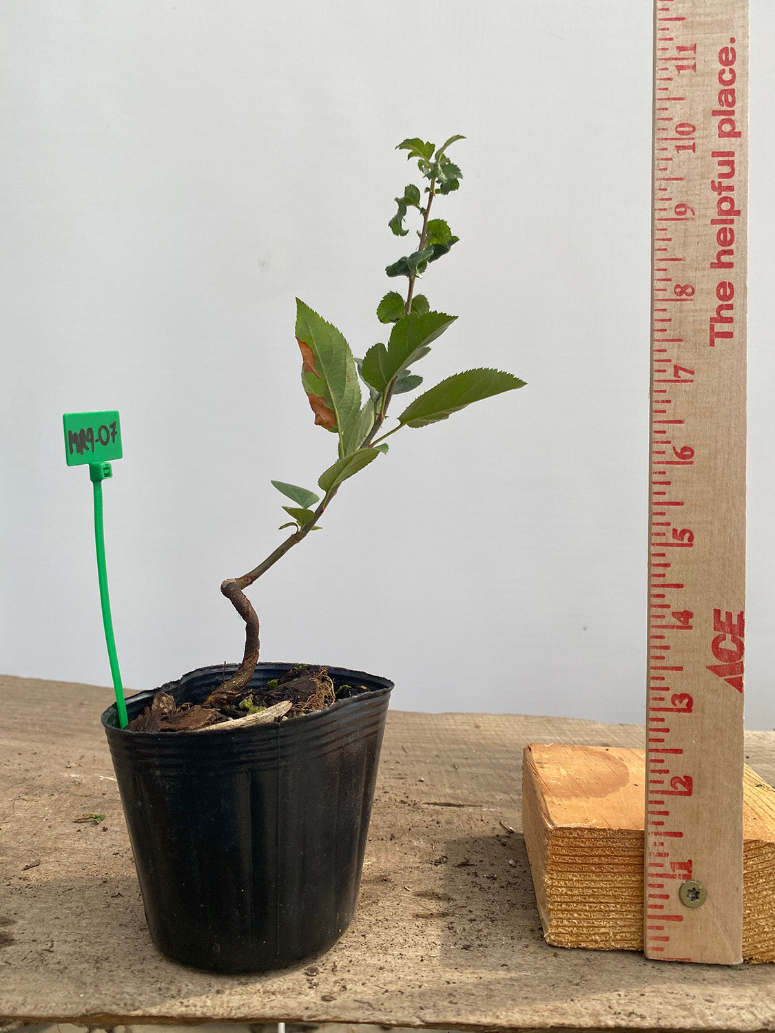 Sargent Crabapple in a 4" pot (MR4-07)