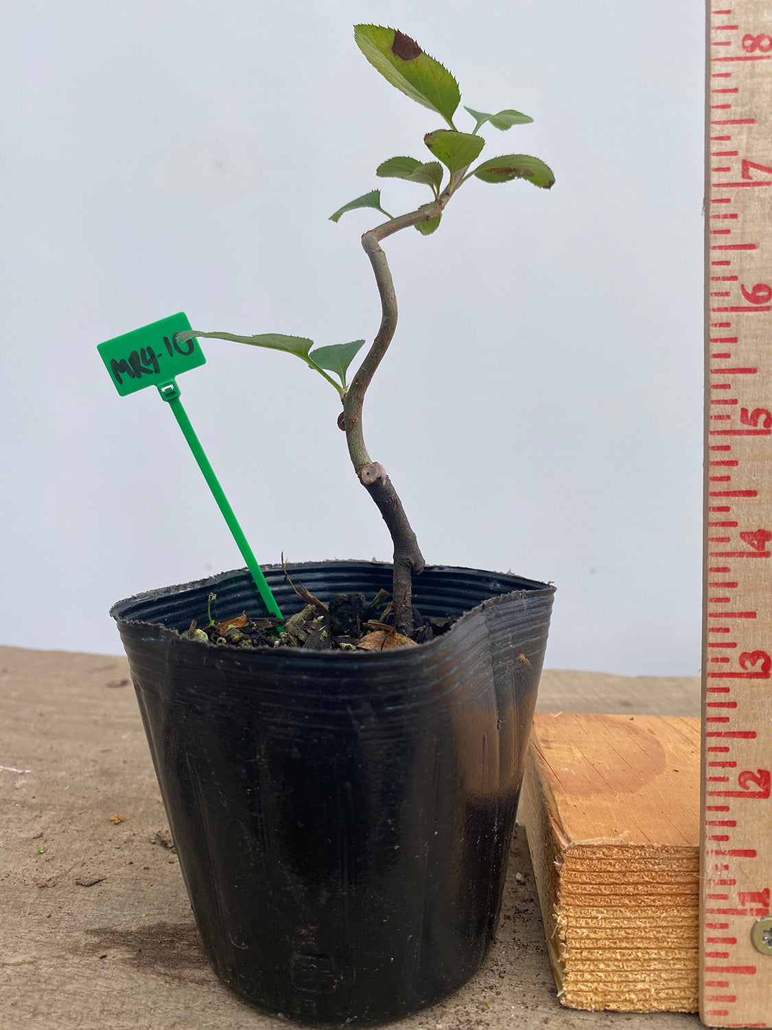 Sargent Crabapple in a 4" pot (MR4-10)