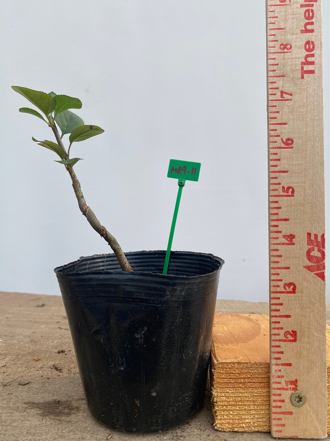 Sargent Crabapple in a 4" pot (MR4-11)