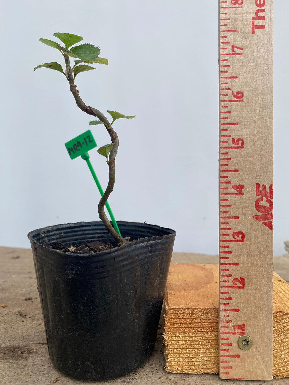 Sargent Crabapple in a 4" pot (MR4-12)