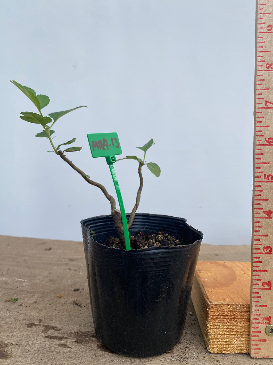 Sargent Crabapple in a 4" pot (MR4-13)