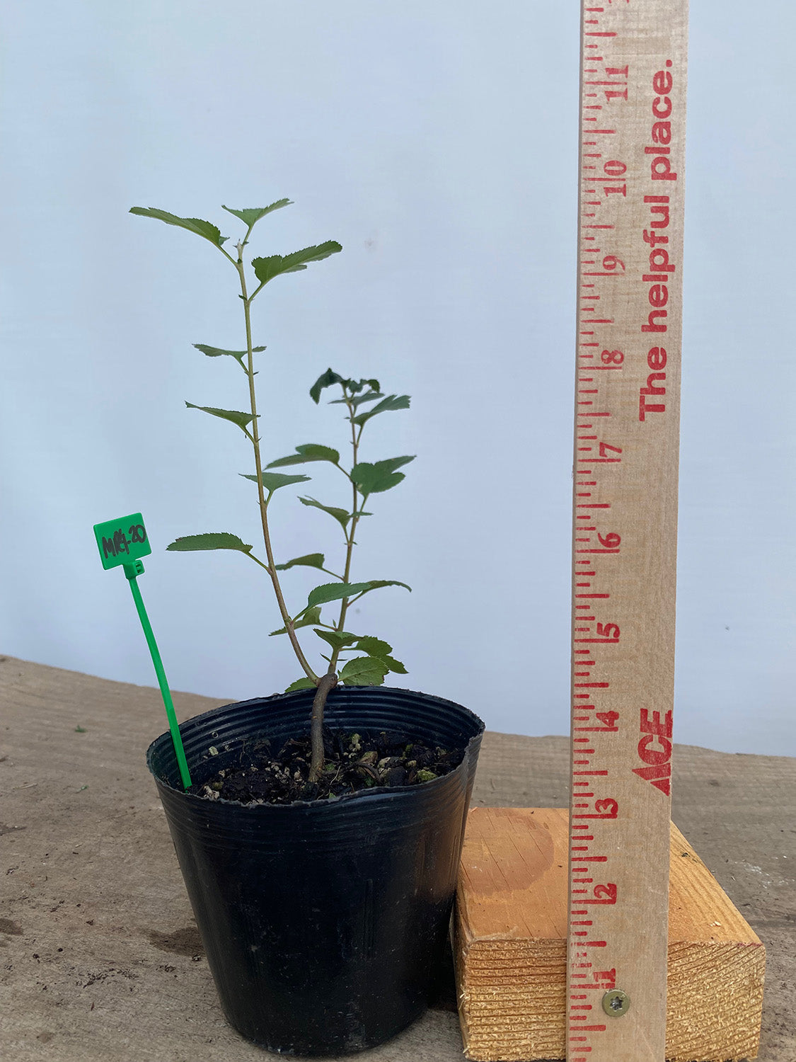 Sargent Crabapple in a 4" pot (MR4-20)