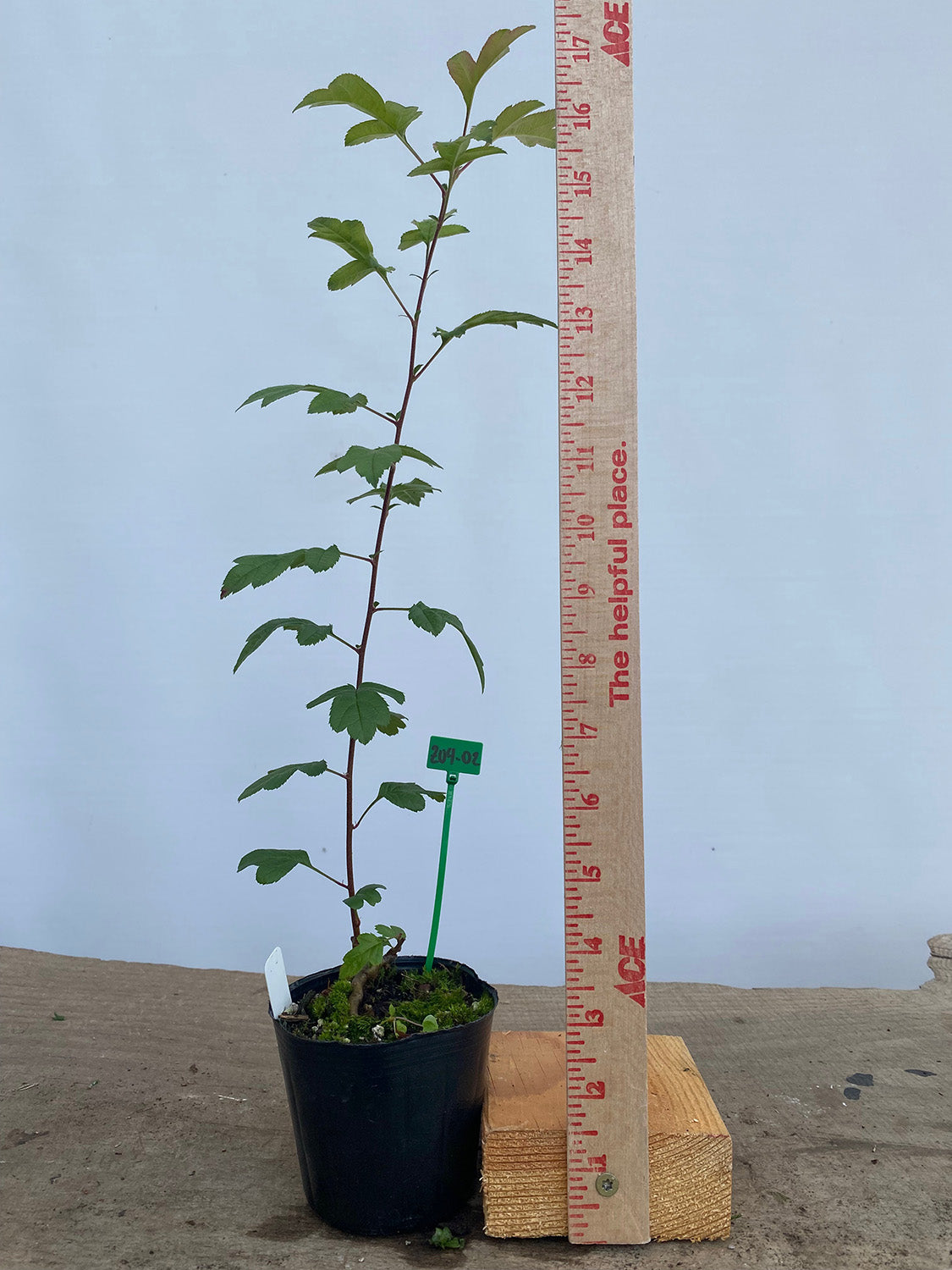 Zumi Crabapple in a 4" pot (ZU4-02)