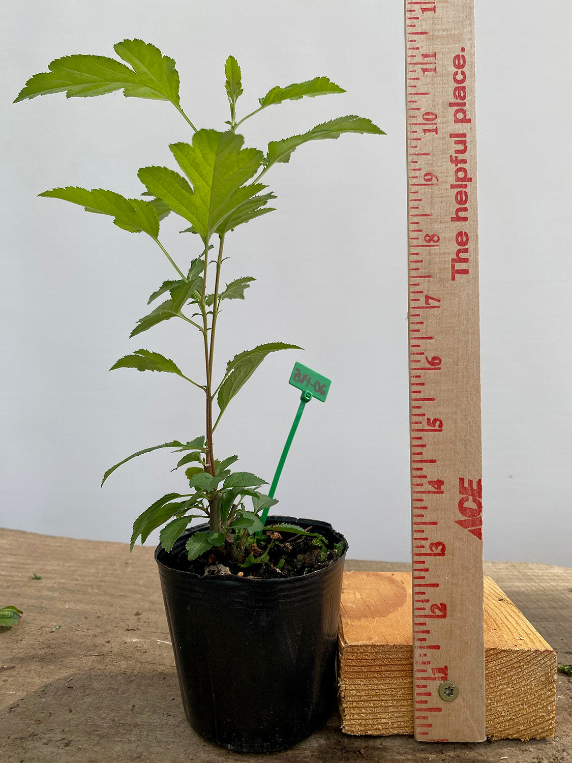 Zumi Crabapple in a 4" pot (ZU4-06)