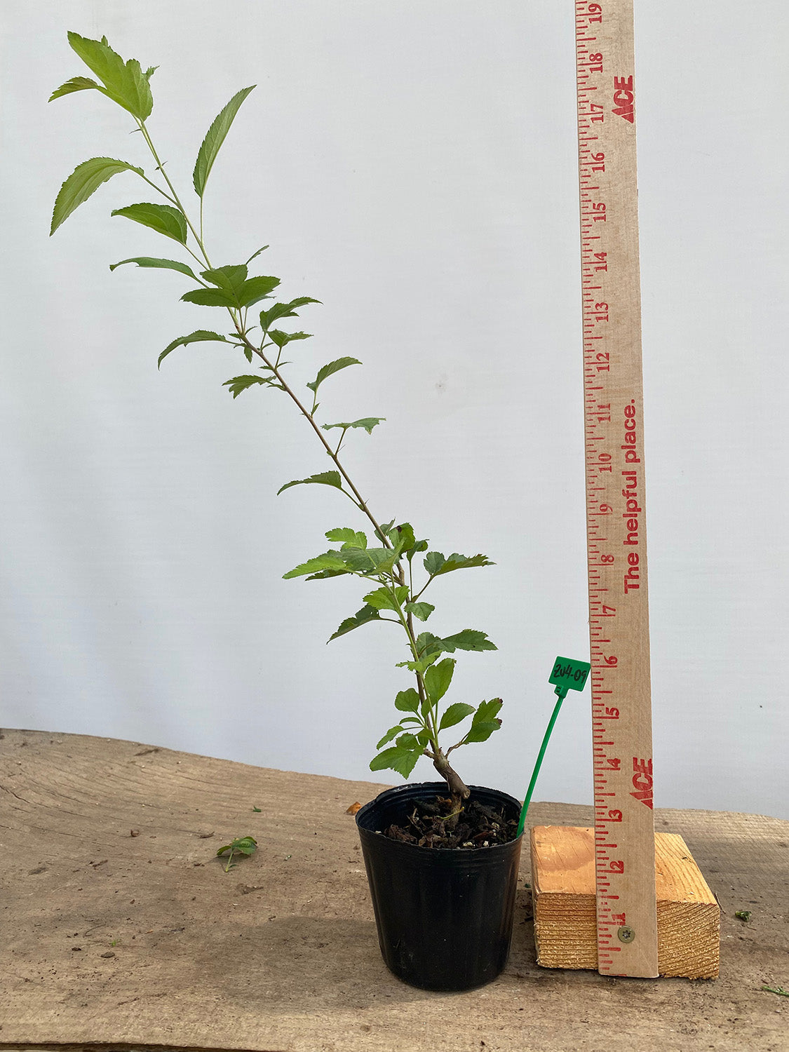 Zumi Crabapple in a 4" pot (ZU4-09)