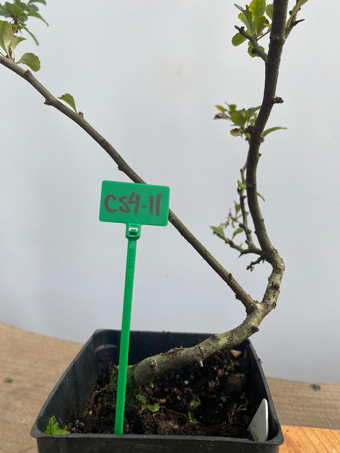 Red Chojubai in a 4" pot (CS4-11)