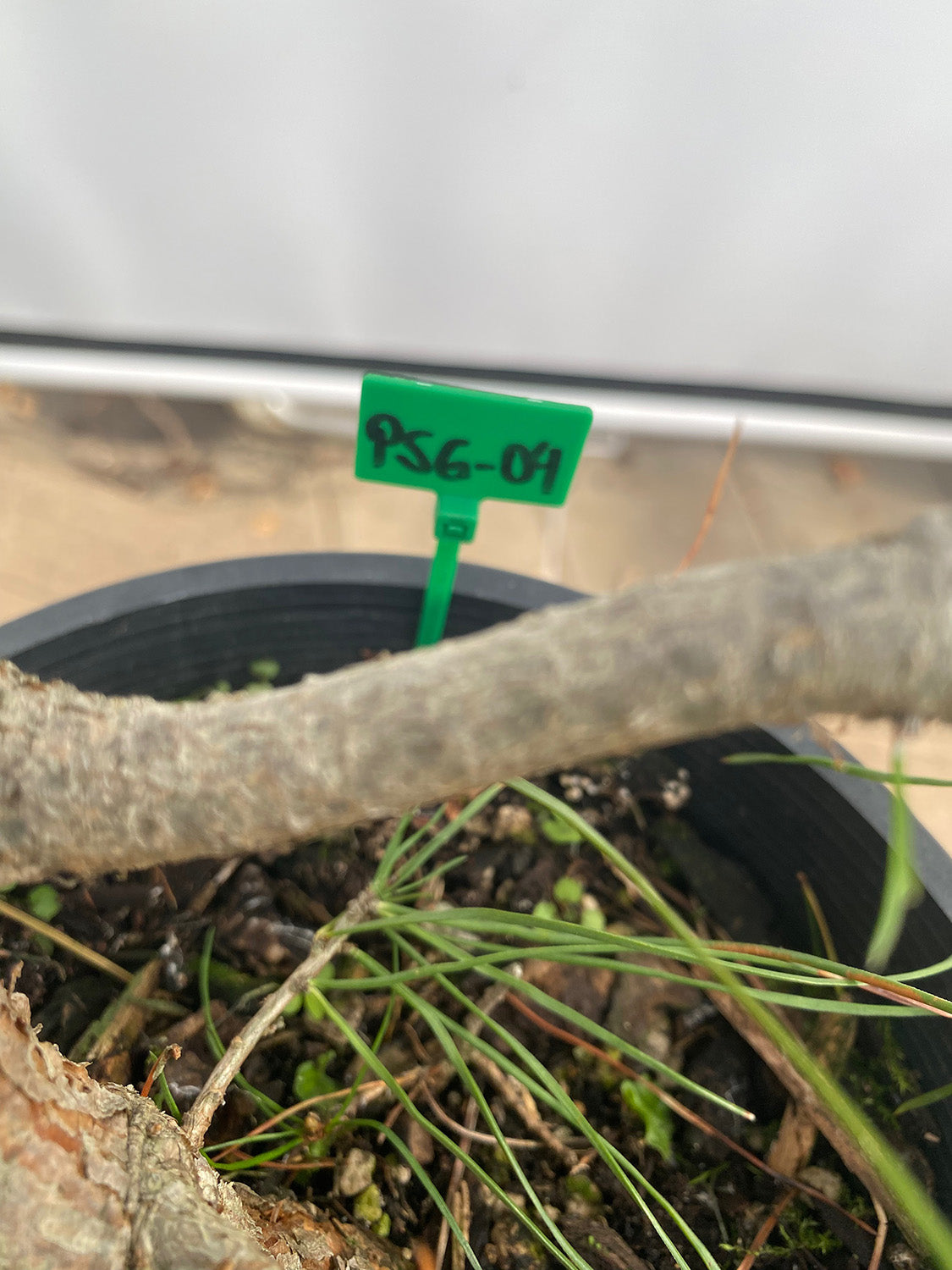 Scots Pine in a gallon pot (PSG-04)