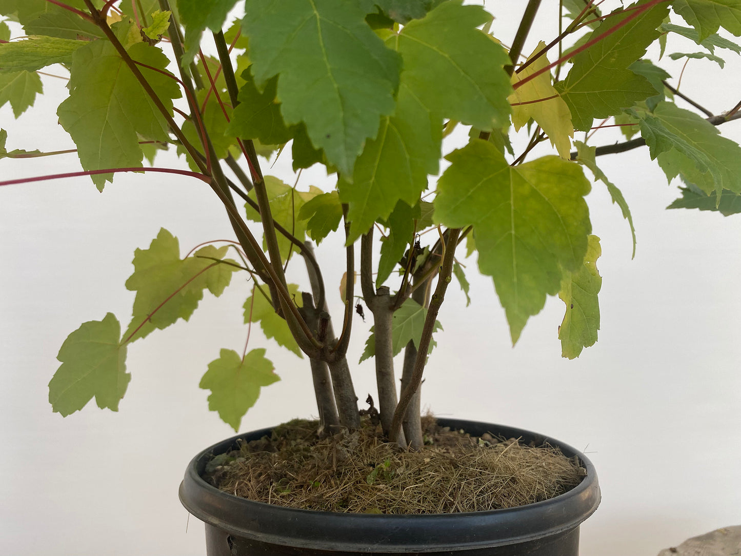 Red Maple clump in a 2 gallon pot (ARG-04)