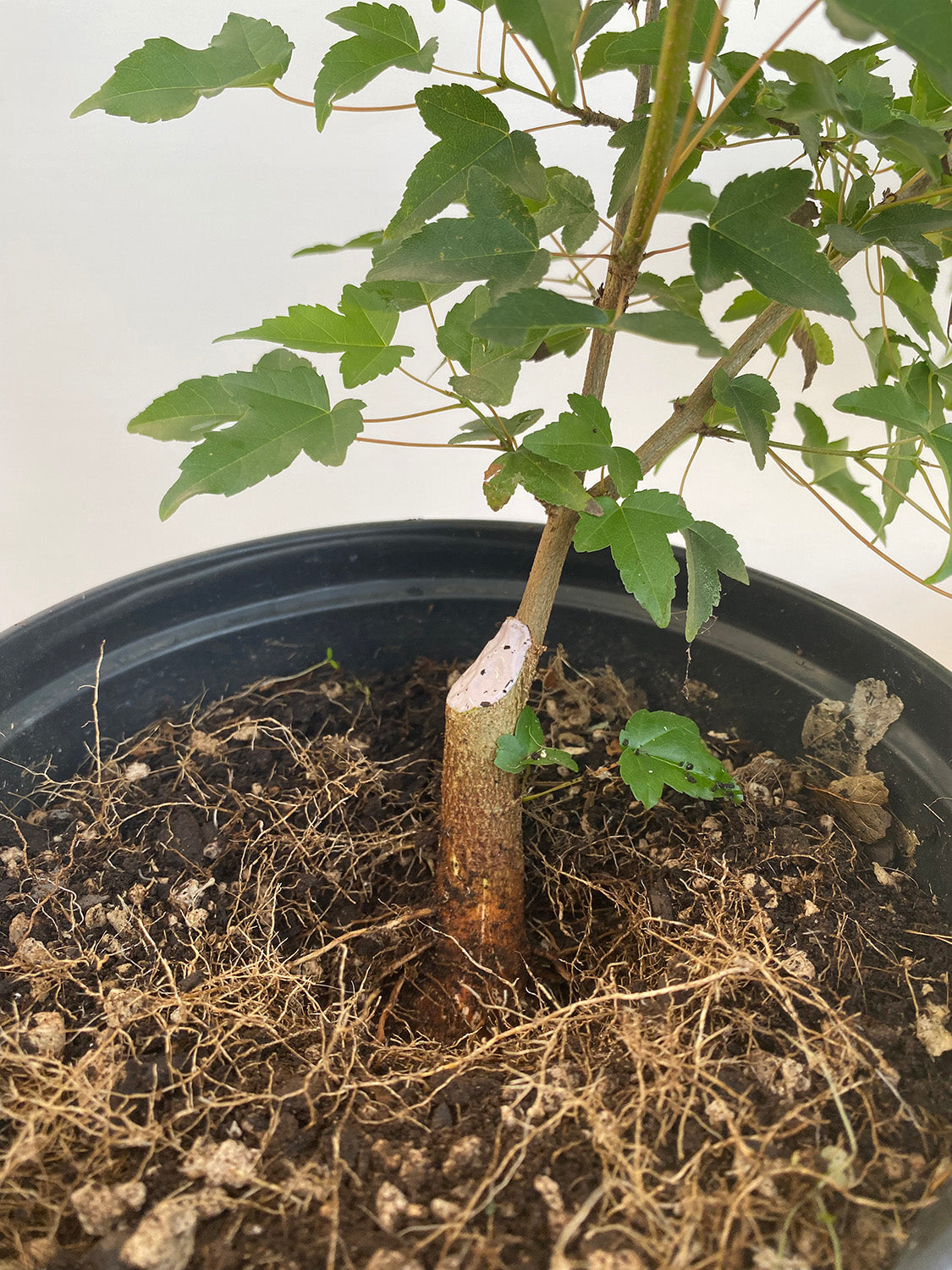 Trident Maple in a 1 gallon pot (ABG-02)