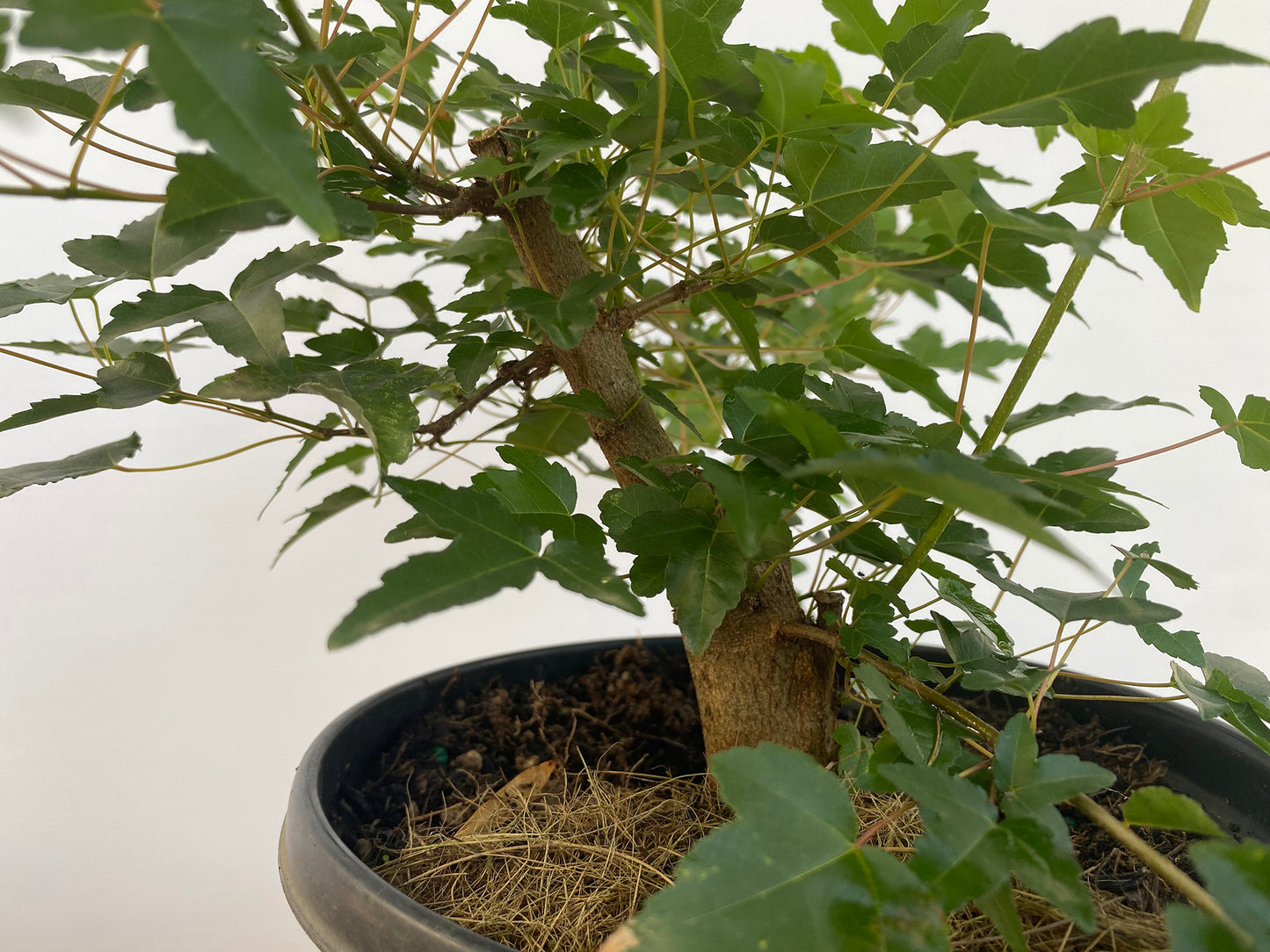 Trident Maple in a 1 gallon pot (ABG-04)