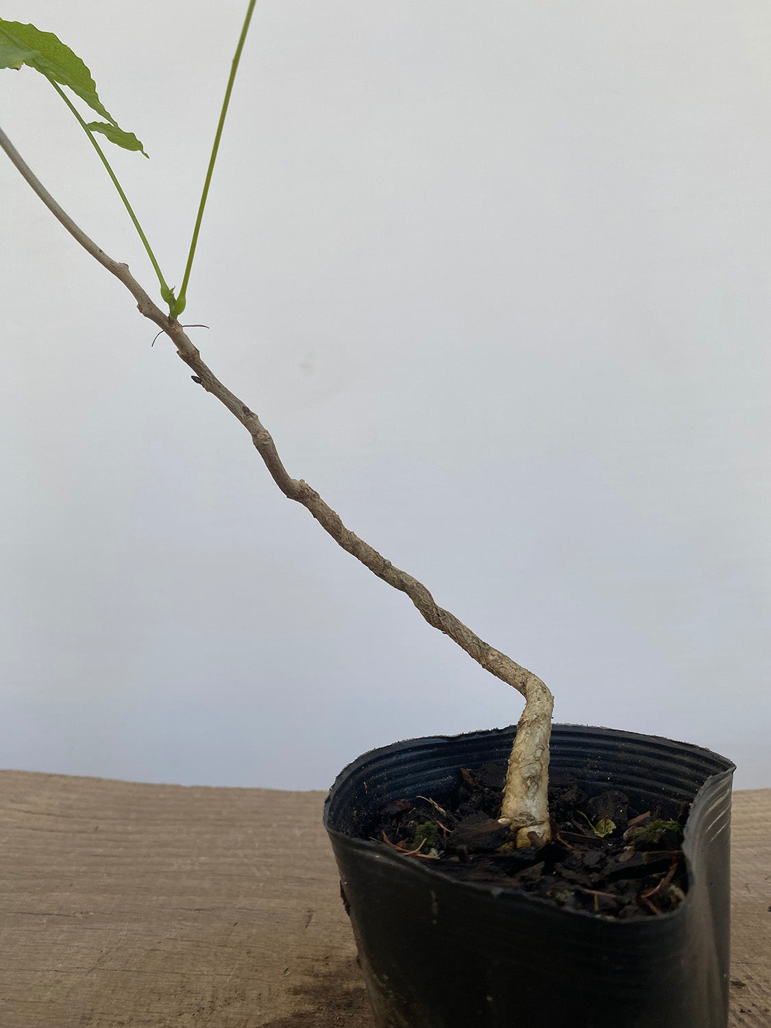 Chinese Wisteria with movement in a 4" pot (WS4-02)