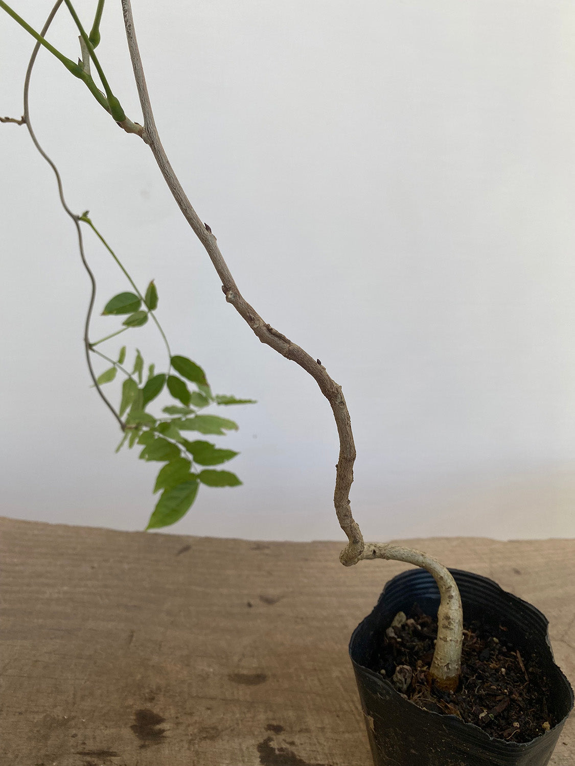 Chinese Wisteria with movement in a 4" pot (WS4-07)