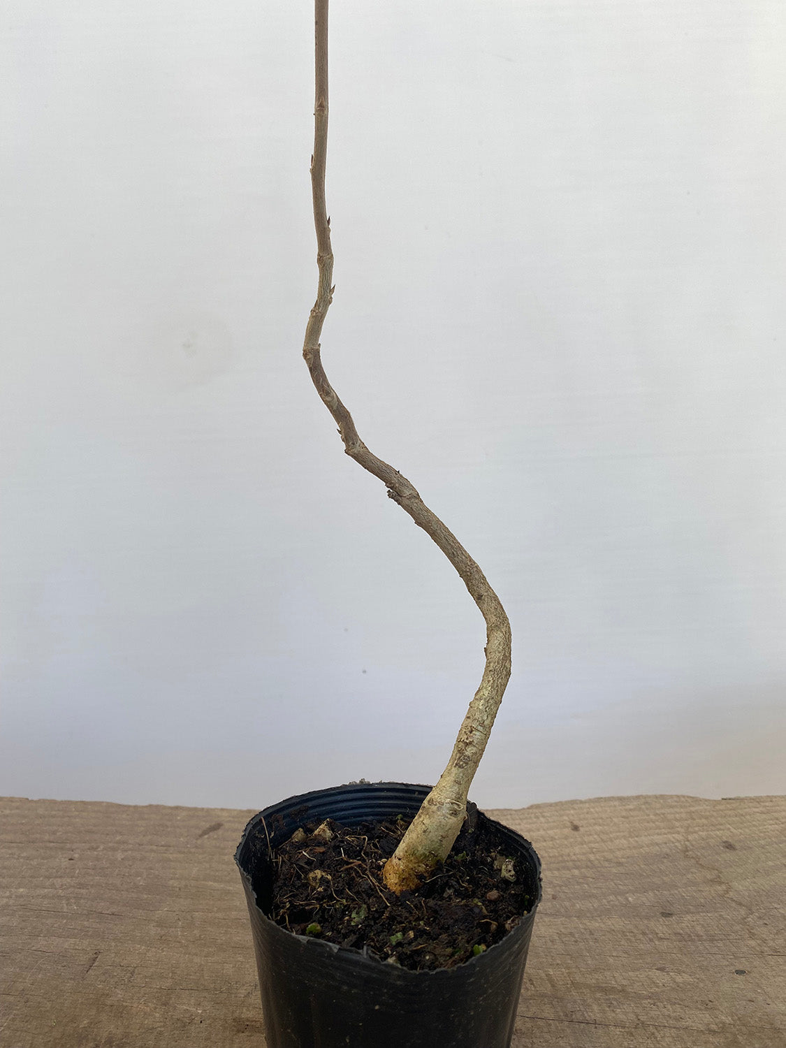 Chinese Wisteria with movement in a 4" pot (WS4-08)