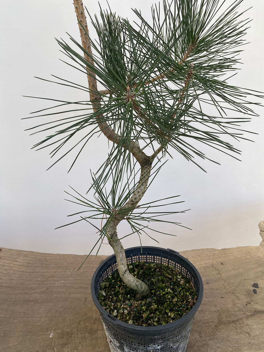 Japanese Black Pine in 6" Basket (PTG-012)