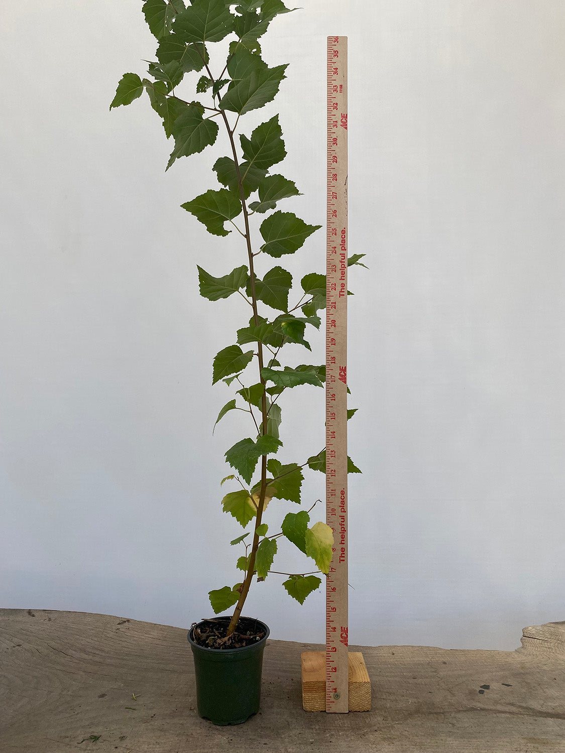 Silver birch 2 year old seedling
