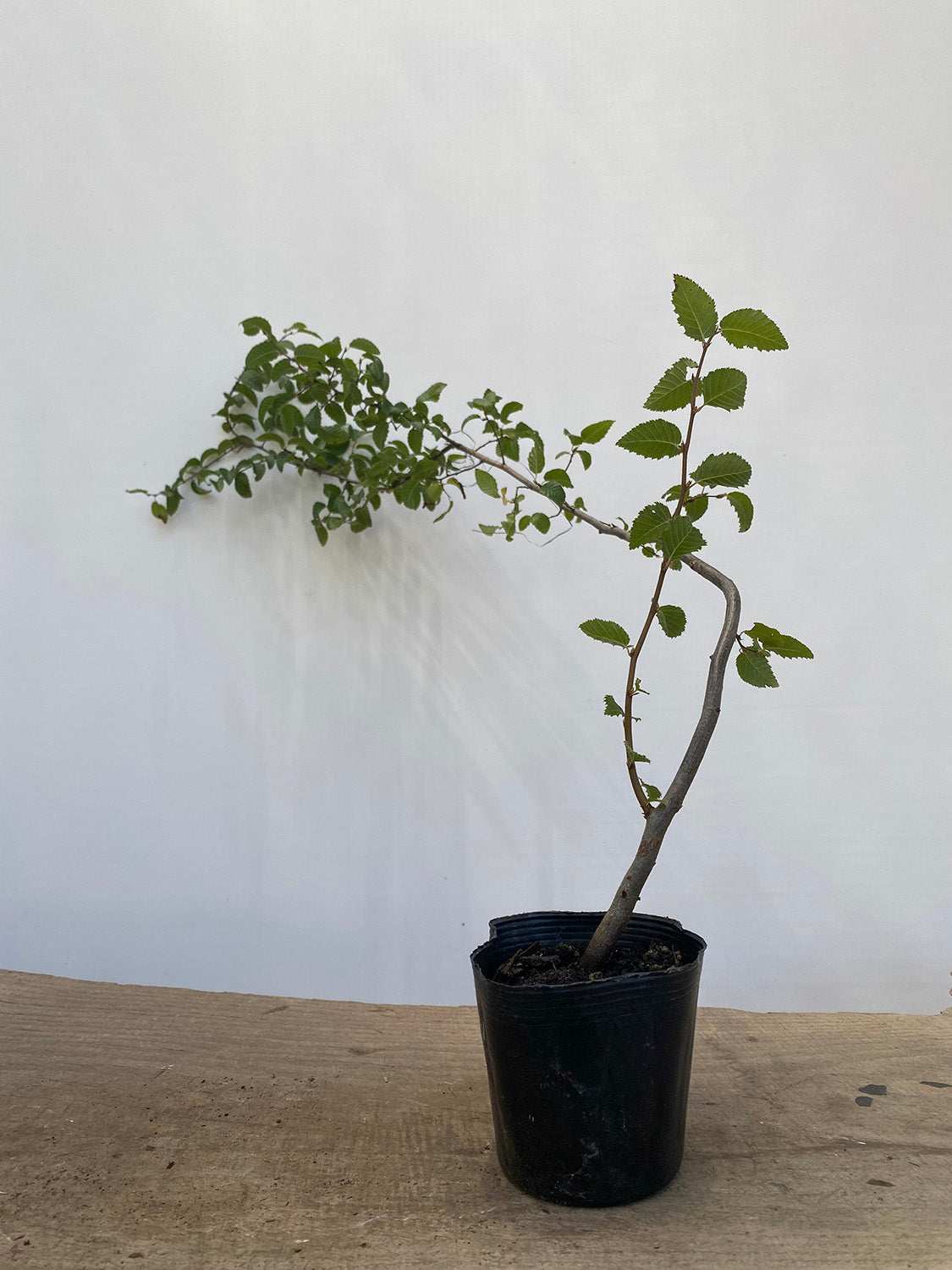 Korean Hornbeam. 2 yr with movement
