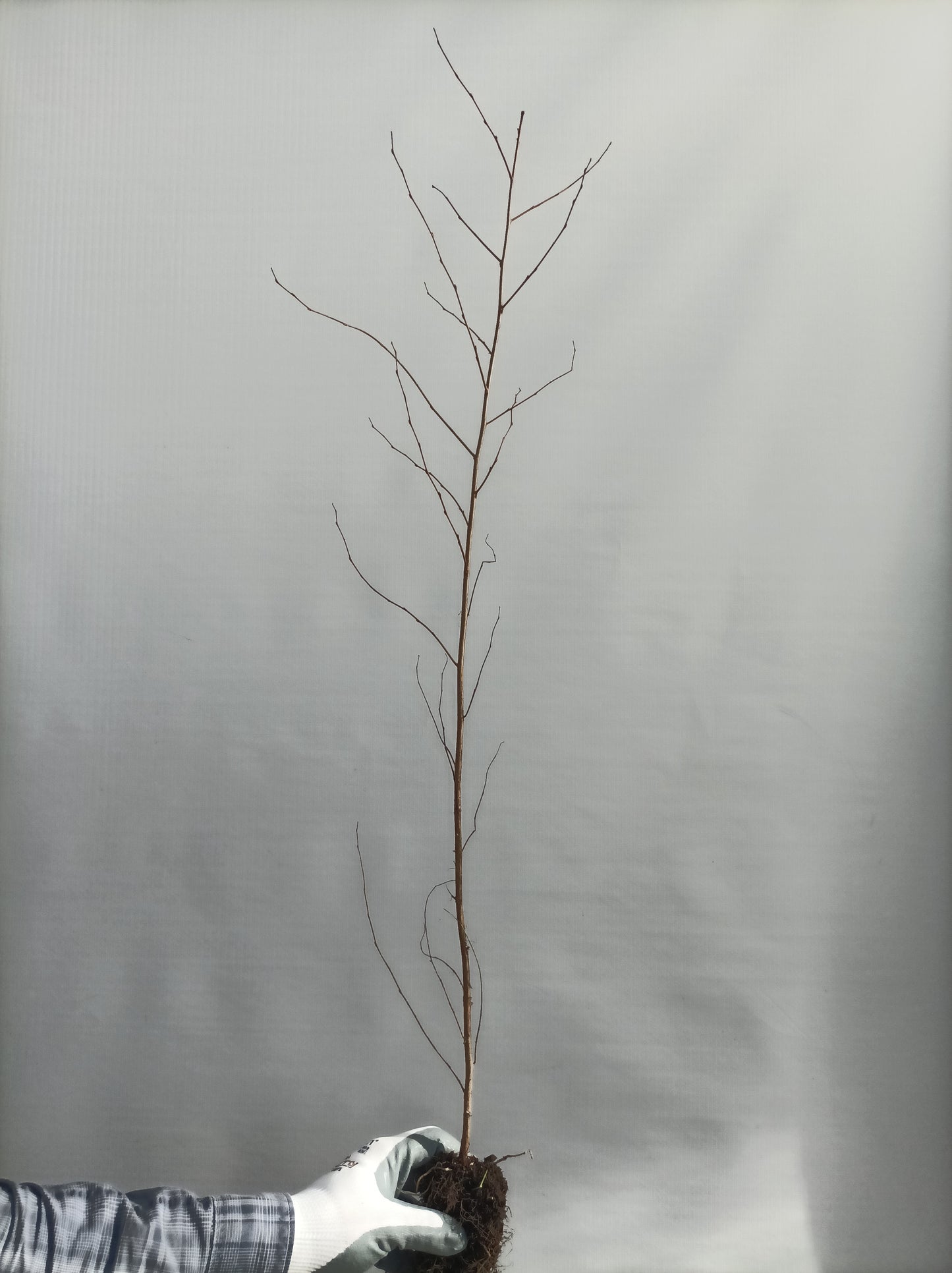 Styrax (Styrax japonicus) seedling plugs- PRE-ORDER for 2026