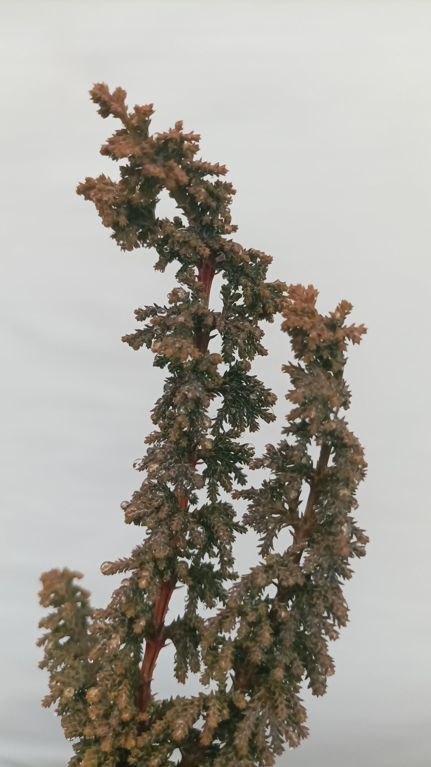 Sekka hinoki