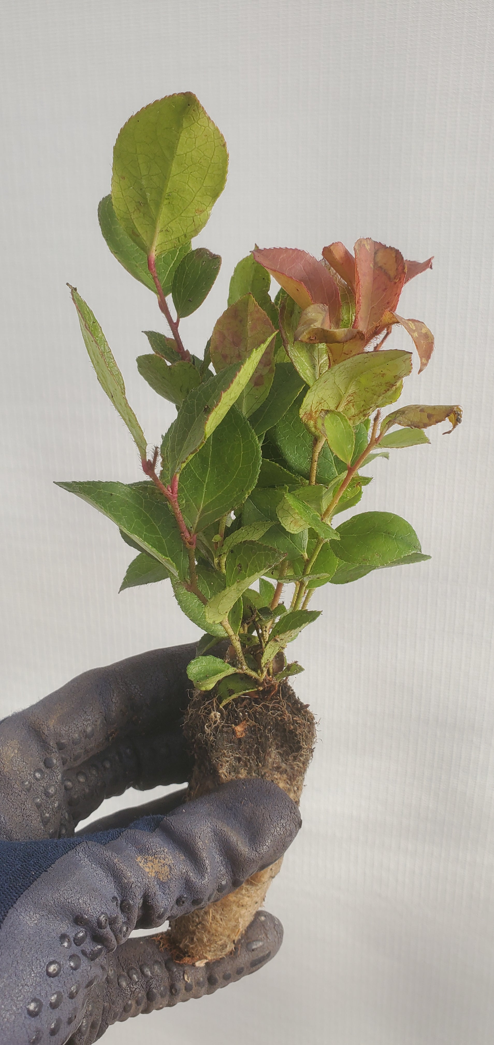 Salal (Gaultheria shallon) – Left Coast Bonsai