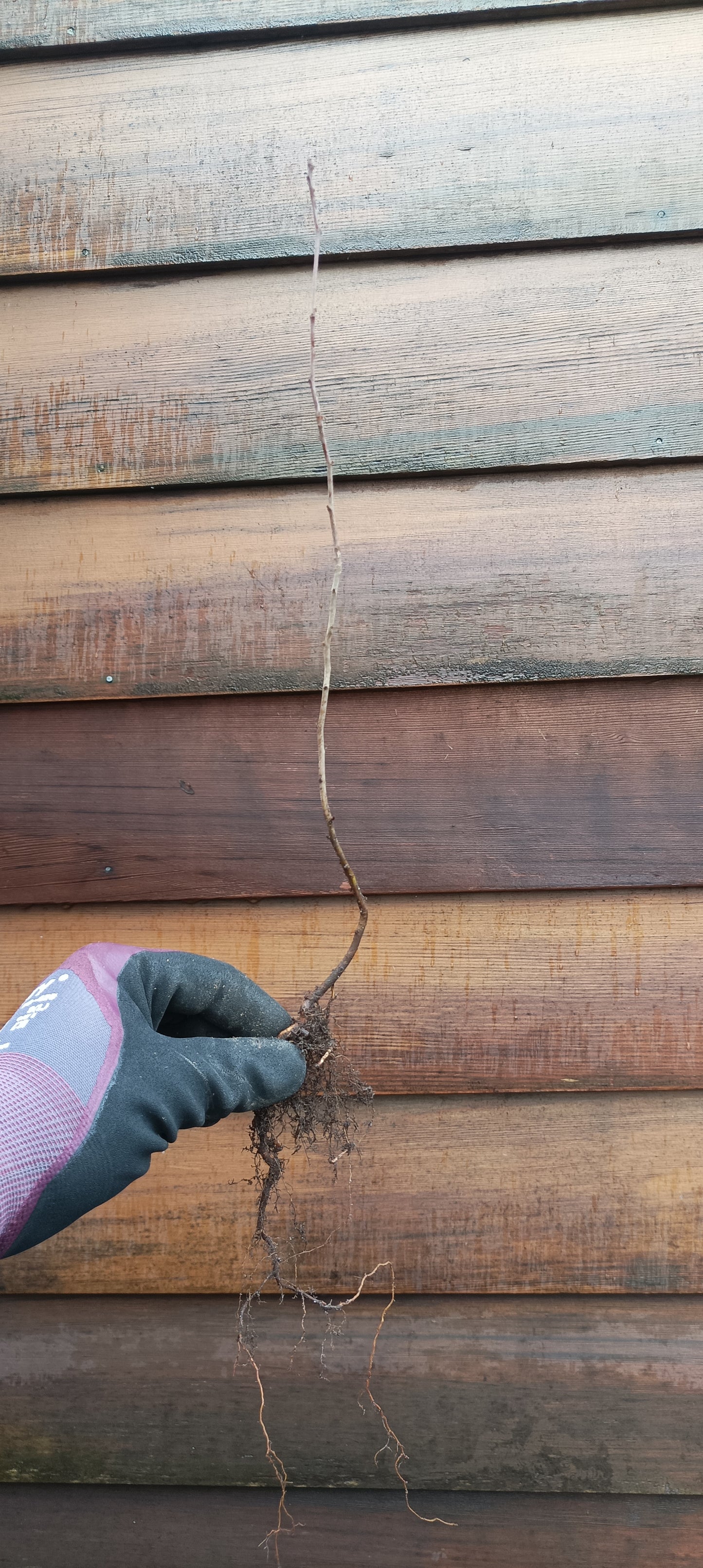 Zumi Crabapple Plug - PRE-ORDER for 2026