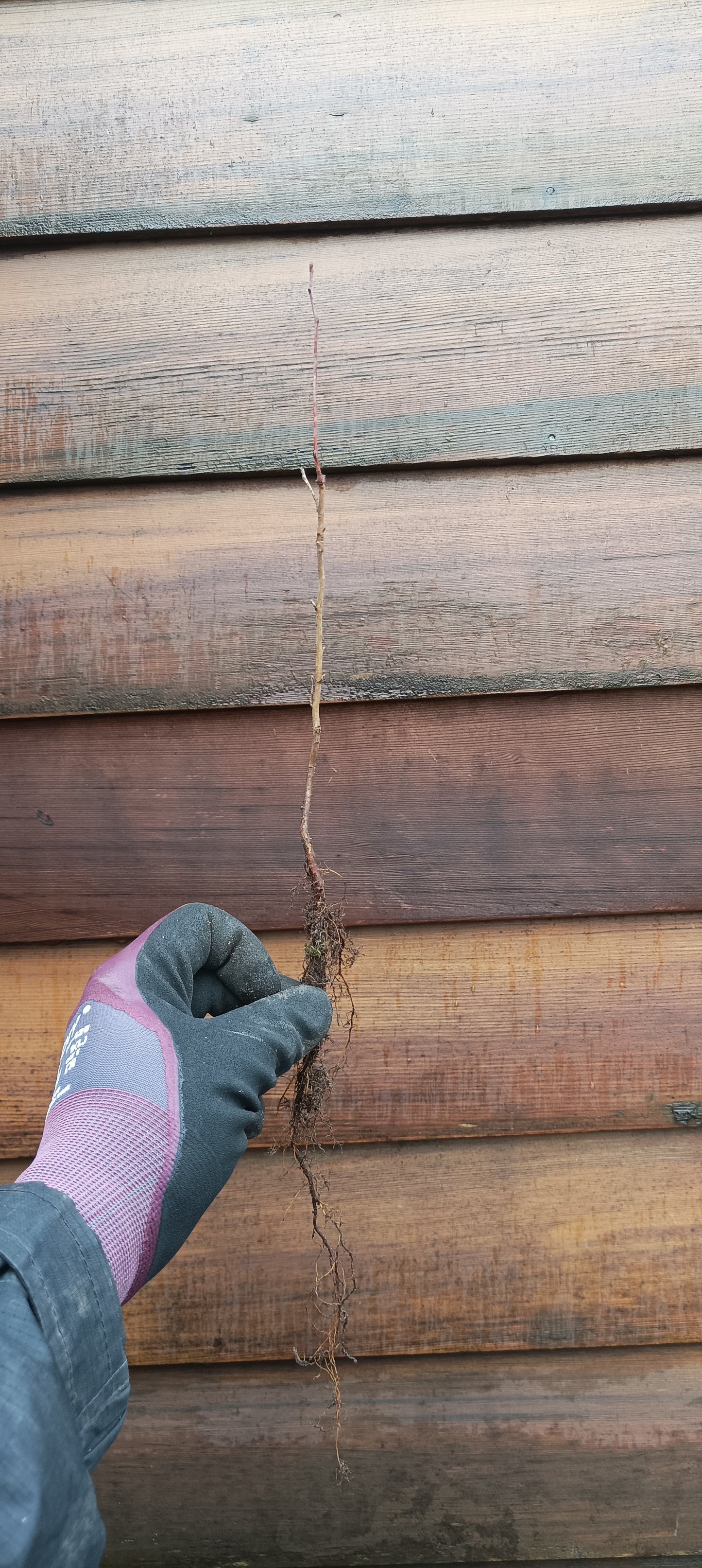 Sargent's Crabapple - Malus sargentii 'Roselow'- PRE-ORDER for 2026