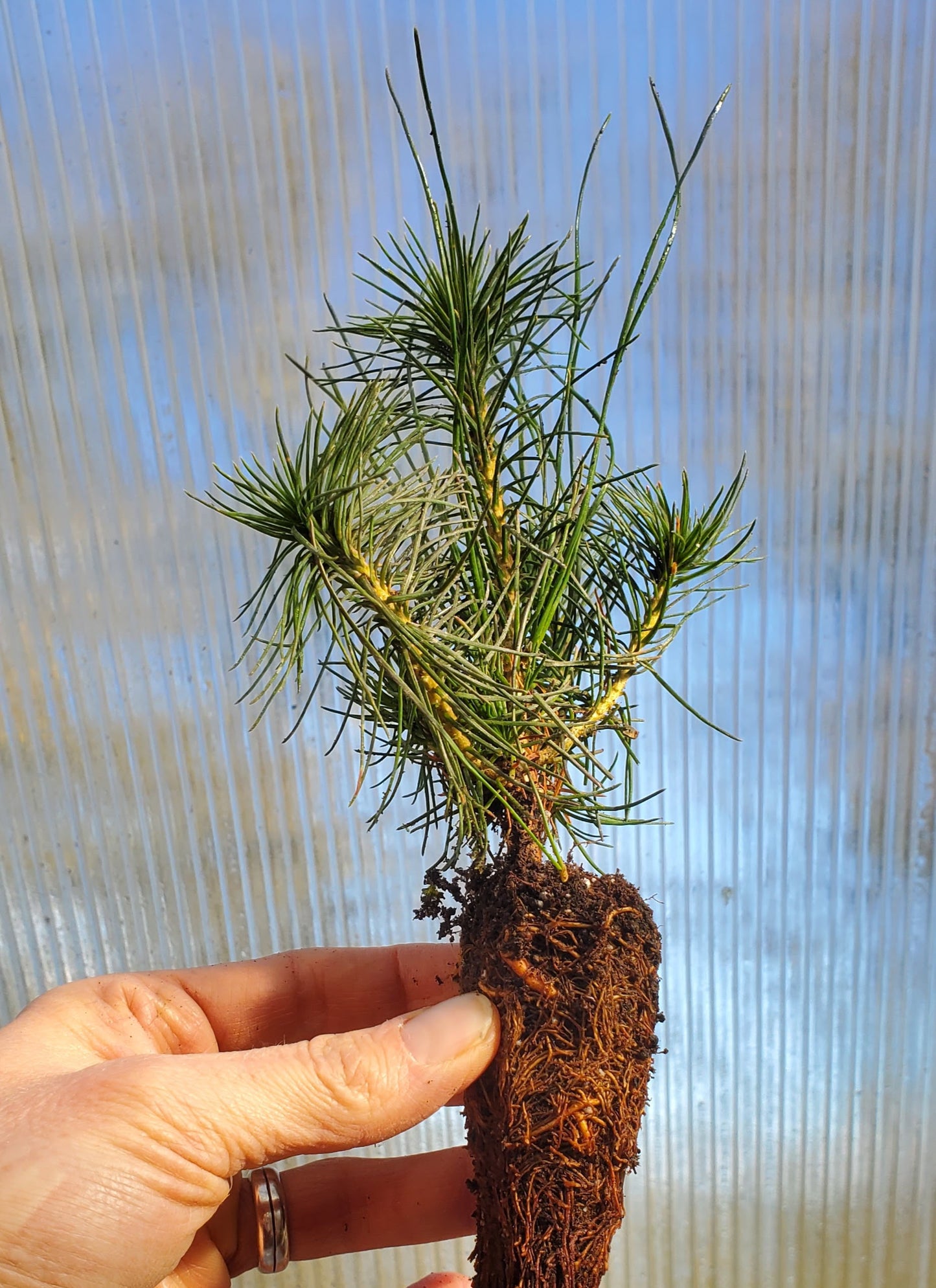 Shore Pine (Pinus contorta) seedling