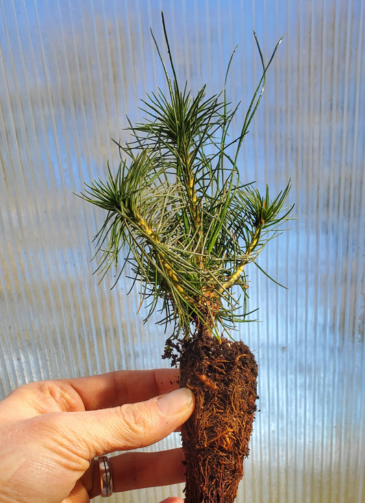 Shore Pine (Pinus contorta) seedling