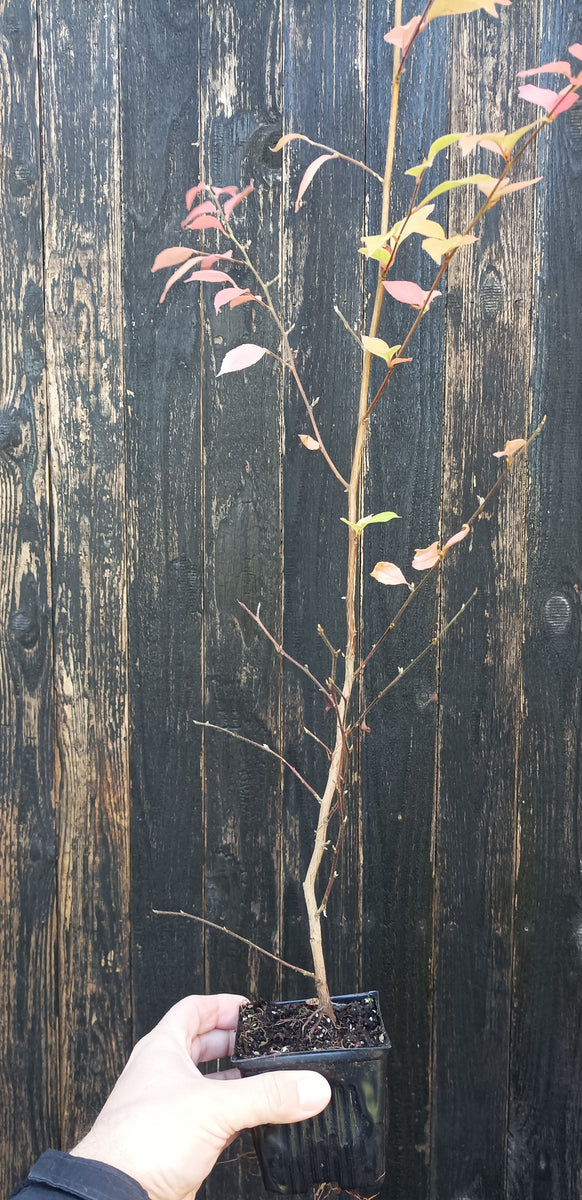 Stewartia monadelpha – Left Coast Bonsai