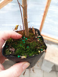 2 yr old Trident Maple (Acer buergerianum) seedling