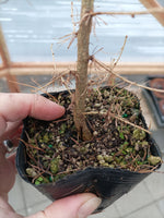 2 yr old Japanese Larch (Larix kaempferi) seedlings
