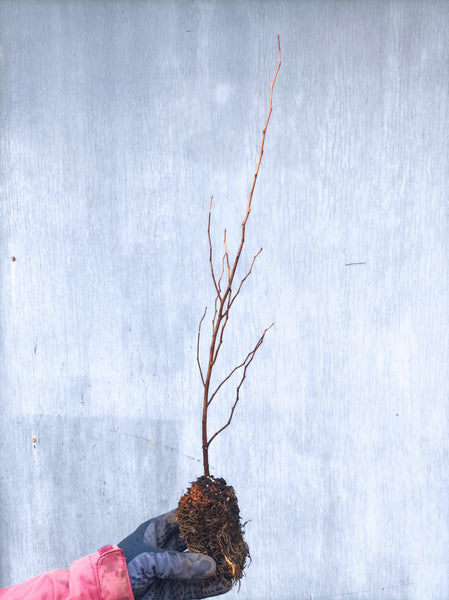 Styrax (Styrax japonicus) seedling plugs
