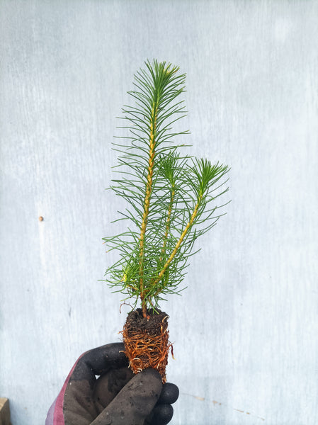 Shore Pine (Pinus contorta) seedling