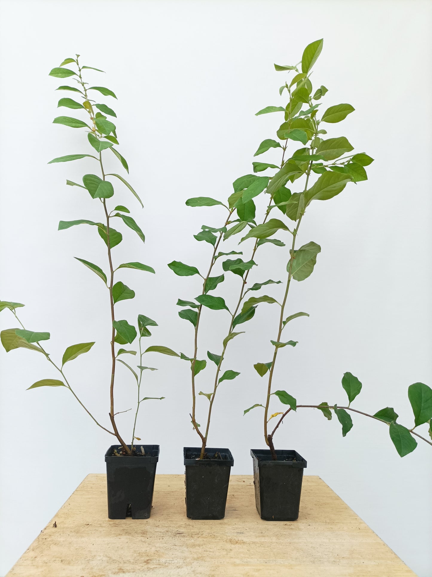 Chinese Quince-2 year old seedling