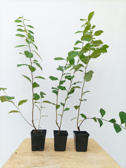 Chinese Quince-2 year old seedling