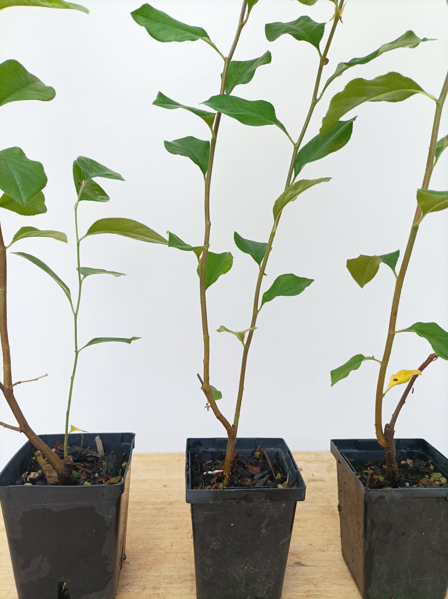 Chinese Quince-2 year old seedling