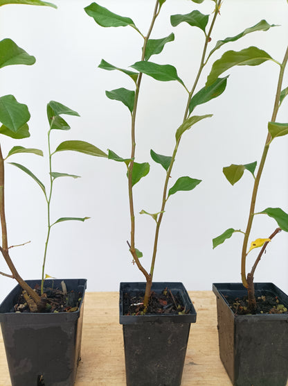 Chinese Quince-2 year old seedling