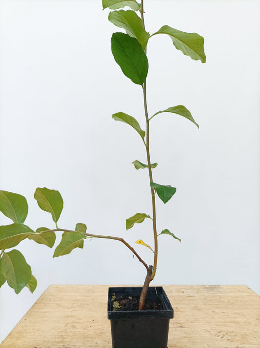 Chinese Quince-2 year old seedling