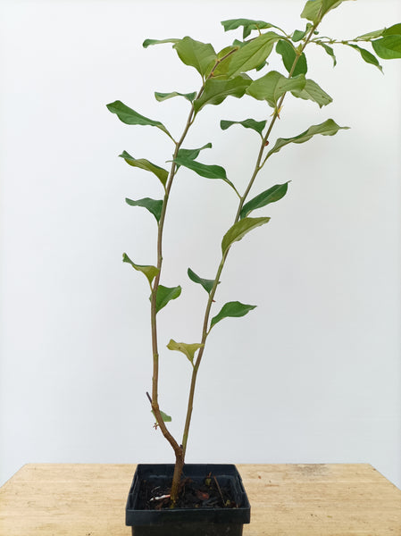 Chinese Quince-2 year old seedling