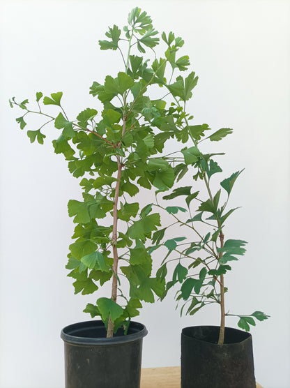 gingko house plant Gingko 3 years old – Left Coast Bonsai