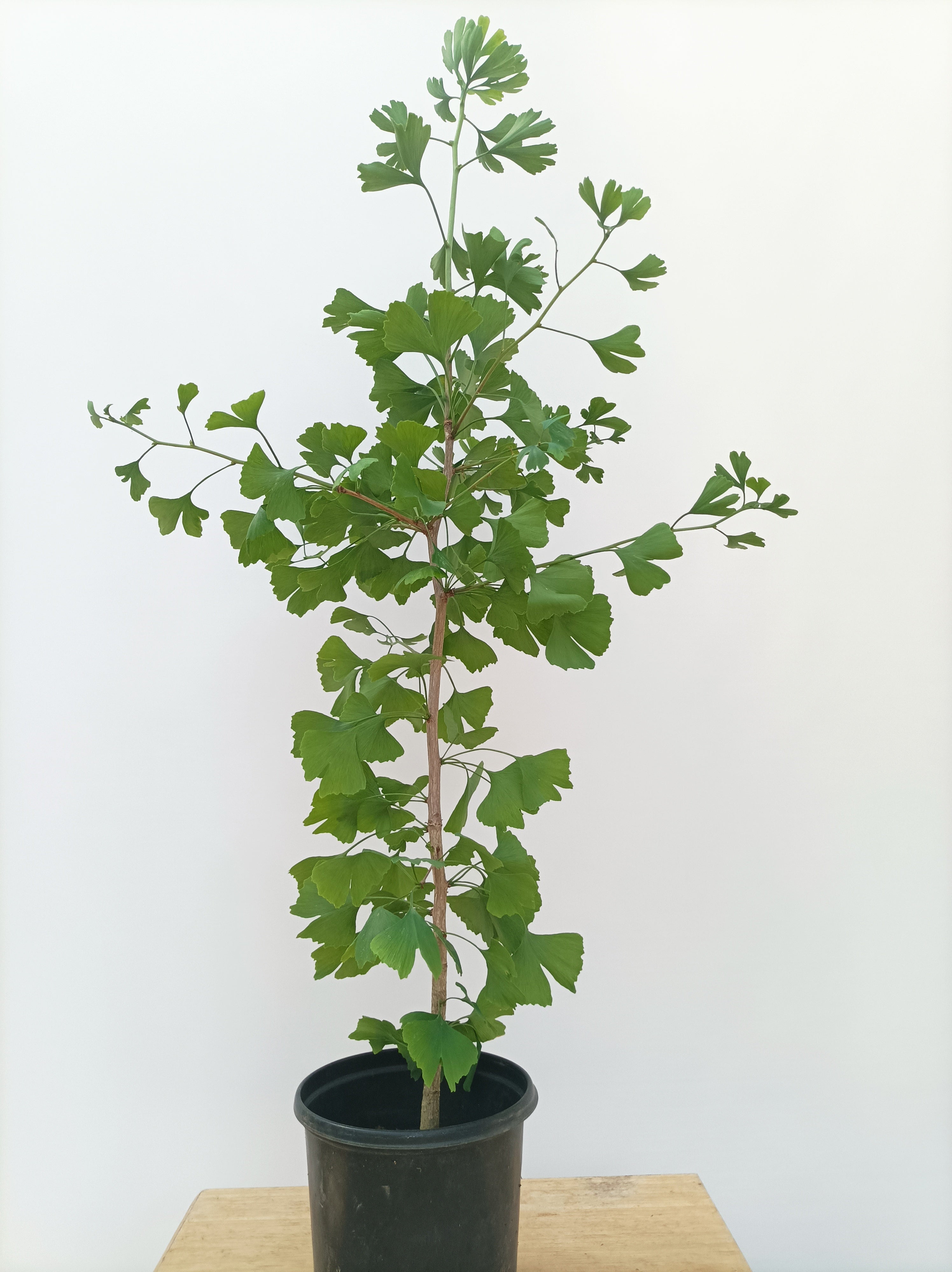 koh　オールド盆栽 Seedlings – Left Coast Bonsai