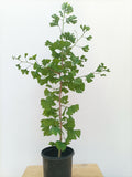 Gingko 3 years old