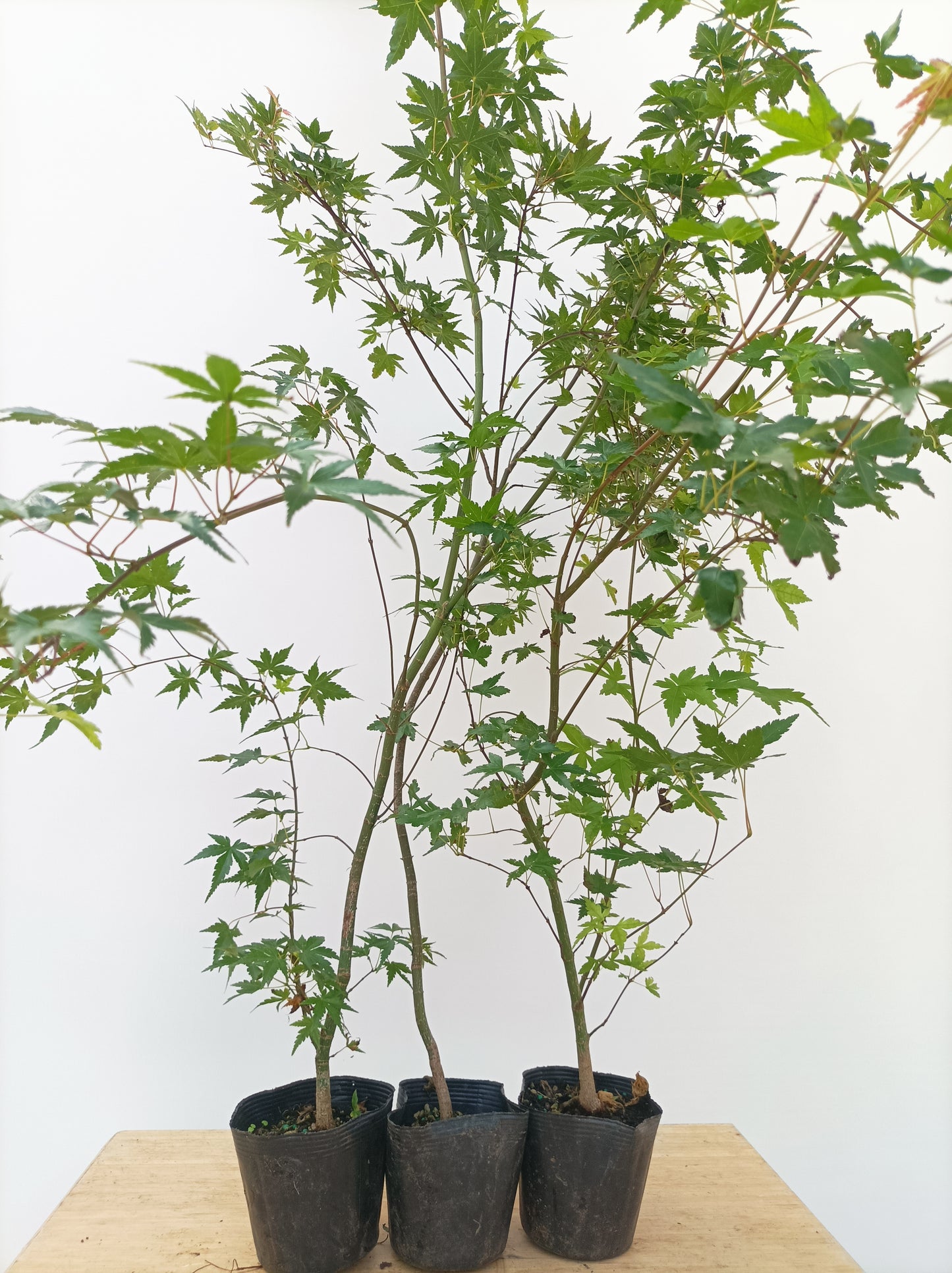 2 yo Japanese Maple seedling