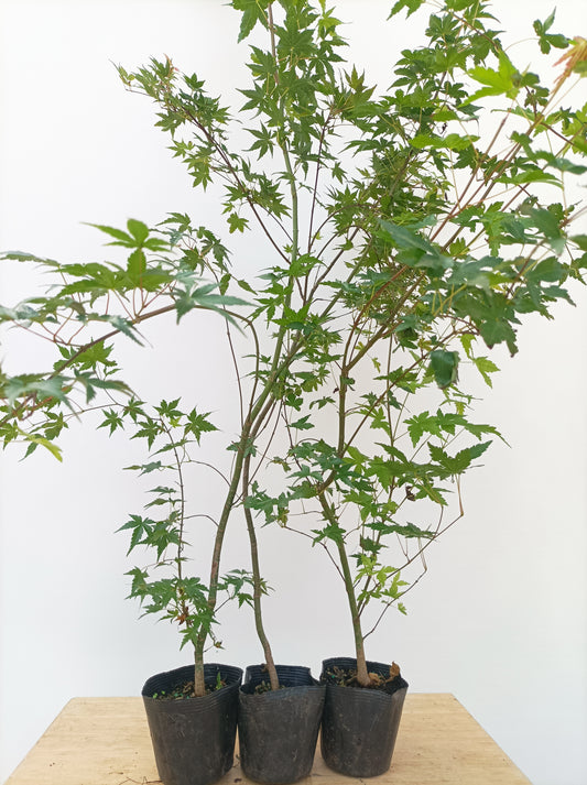 2 yo Japanese Maple seedling