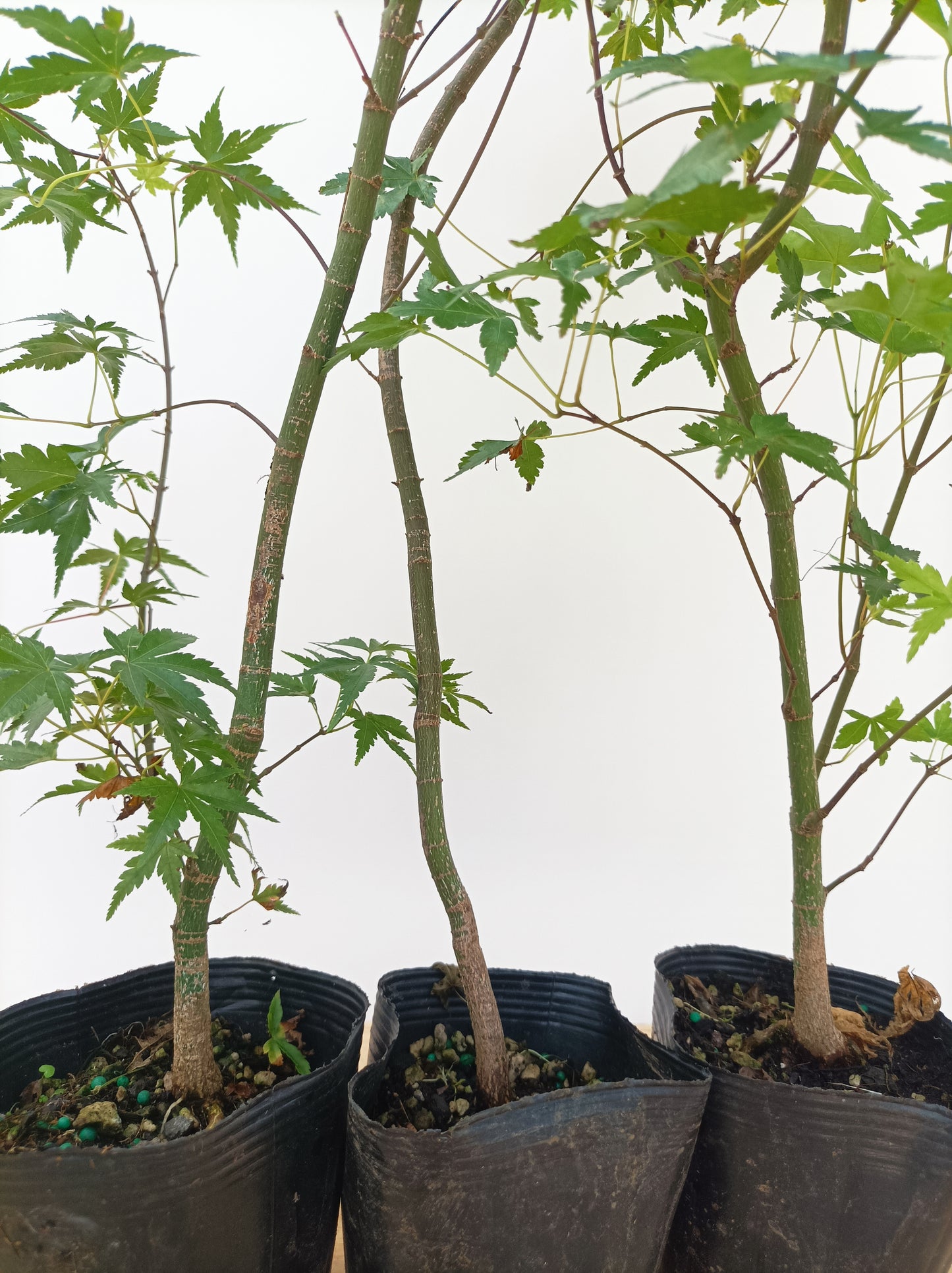 2 yo Japanese Maple seedling