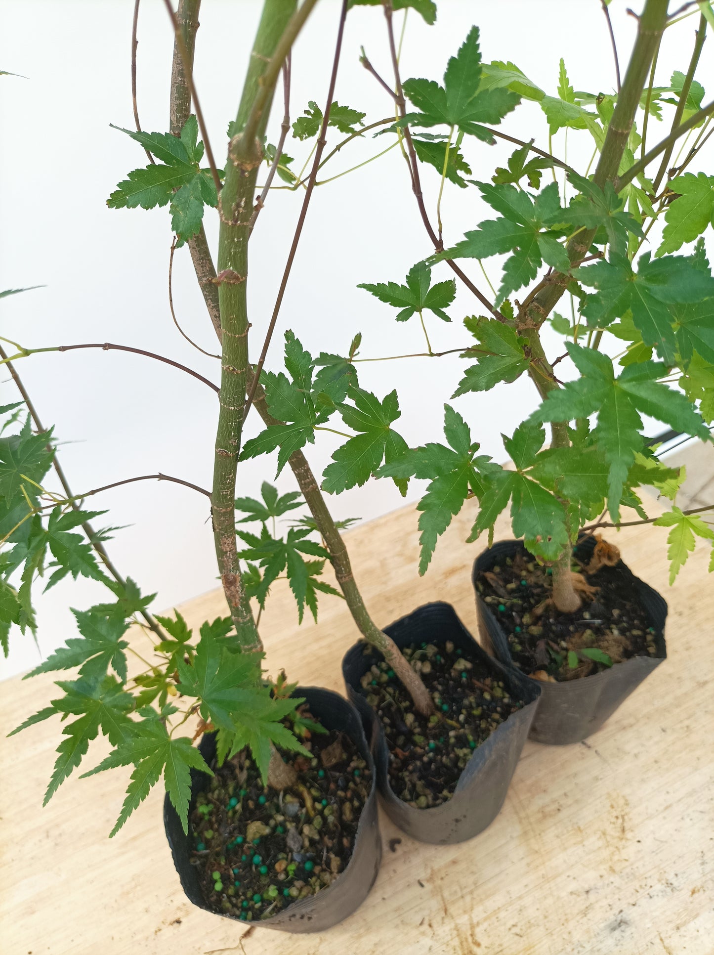 2 yo Japanese Maple seedling